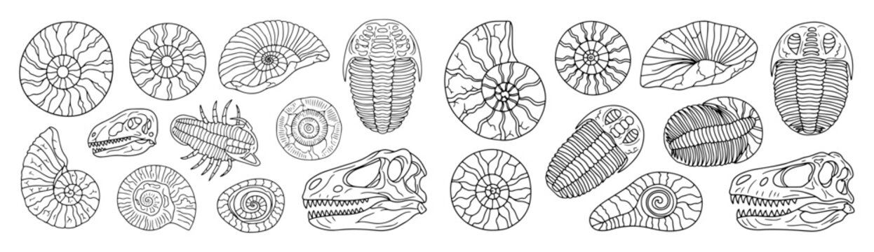 paleontology fossils and dinosaur skulls doodle vector set