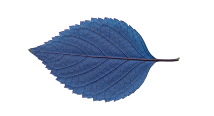Single Blue Leaf Detailed Macro Shot.