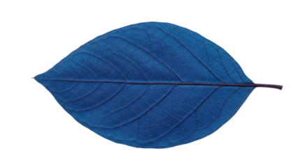 Single blue leaf isolated on white background.