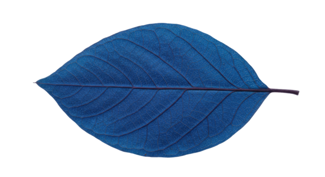 Single blue leaf isolated on white background.