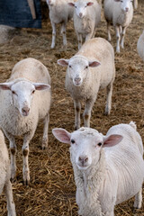 Tender gaze of the sheep in the stable
