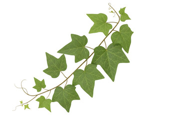 Green ivy branch on a black background climbing decorative design