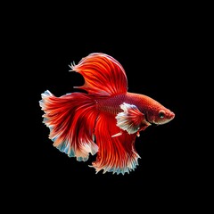 Beautiful Red Siamese Fighting Fish with Flowing Fins.