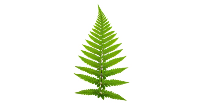 Single green fern leaf isolated on white 1.