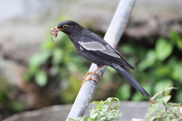 The grey-winged blackbird (Turdus boulboul) is a species of Turdus in the thrush family. This photo was taken in North India.