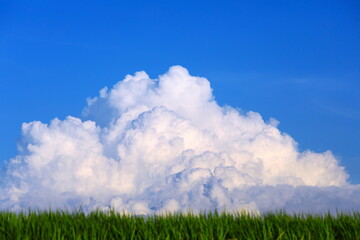 緑の田んぼに湧き上がる入道雲