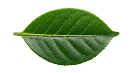 Obraz premium Single Green Leaf Detailed Close Up 1.