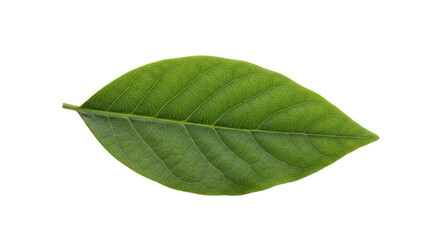 Obraz premium Single Green Leaf Detailed Close Up 2.