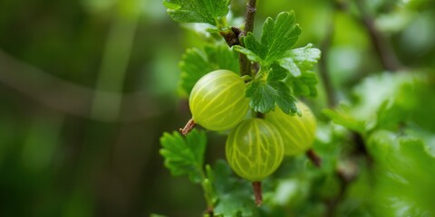 Vibrant green gooseberries hanging on a branch, ready to be harvested.