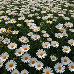 Expansive field of blooming white daisies with yellow centers.