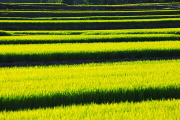 夕日を受ける棚田