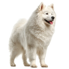 Samoyed dog side view white isolated background image, clear detail and natural light, simple clean look simple style clean look soft tone calm mood minimal style natural light clear focus high detail