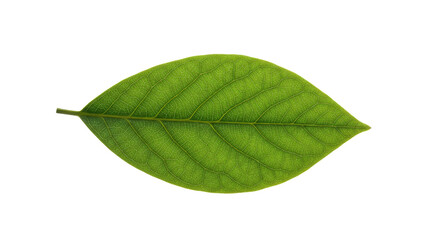 Obraz premium Single Green Leaf Detailed Closeup 2.