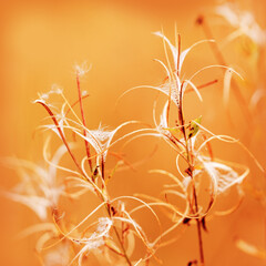 Beauty nature macro view, Dried wildflower plant (fireweed, willowherb) at sunlight with fluffy white seeds in autumn. Beautiful autumn photo blur background, warm autumnal colors yellow golden tones.