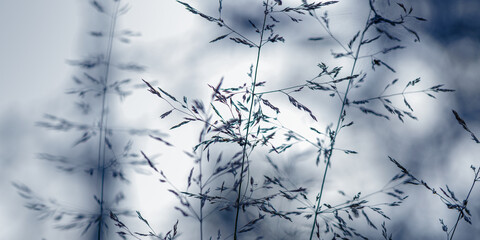Abstract botanical autumn nature banner with wild grass stems with fine seed at soft blurred background, white bokeh. Macro view of field plant and blur bokeh as dark blue monochrome color fall photo