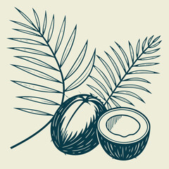 Hand drawn coconut illustration with palm leaves isolated vector sketch for tropical design, exotic fruits, summer decoration, natural food concept