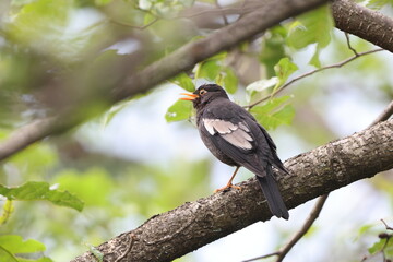 The grey-winged blackbird (Turdus boulboul) is a species of Turdus in the thrush family. This photo...