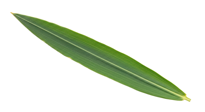 Single Green Leaf Isolated on White Background 6.