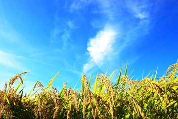 実る稲穂と青く澄んだ秋の空