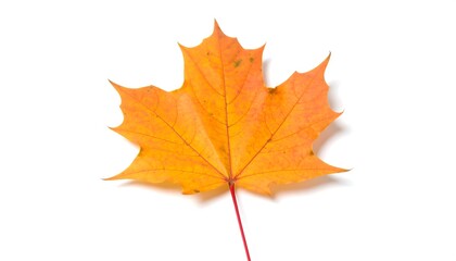 Vibrant orange maple leaf isolated on white, representing autumn season