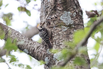 Fototapeta premium The brown-fronted woodpecker (Dendrocoptes auriceps) is a species of bird in the family Picidae. This photo was taken in North India.