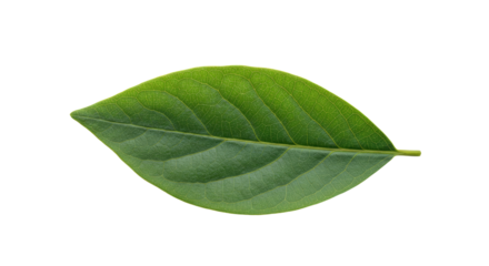 Single green leaf isolated on white background 18.