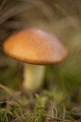 mushroom in the forest, mushroom on a blurred background