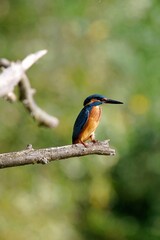 Closeup of a kingfisher