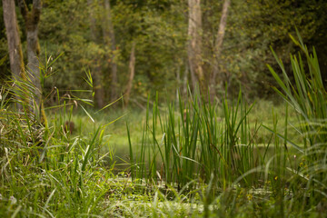 Behind the thickets in the forest, a beautiful deep river is visible