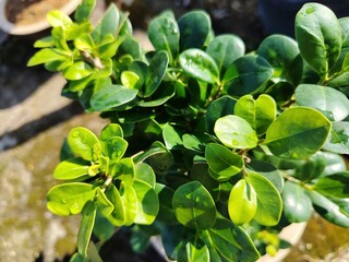 Green leaves of ginseng ficus with a bit of morning dew or raindrop, with natural sunlight.