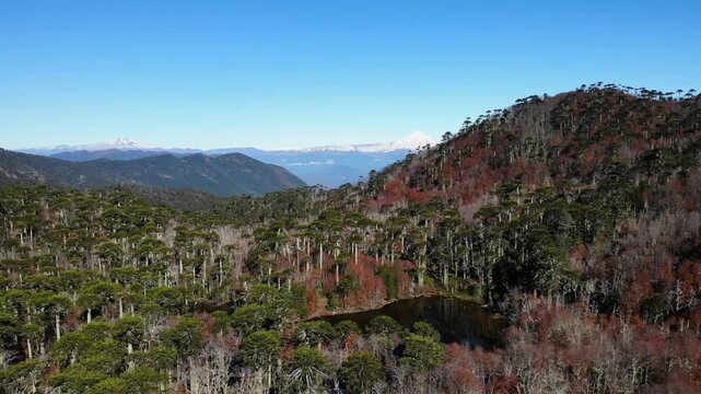 Stunning aerial view of conguillio national park showcasing the vibrant autumn foliage and llaima volcano