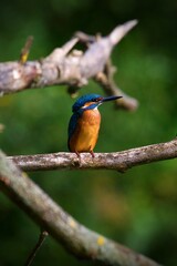 Closeup of a kingfisher