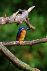 Closeup of a kingfisher