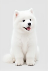 Adorable Samoyed Puppy Sitting on White Background