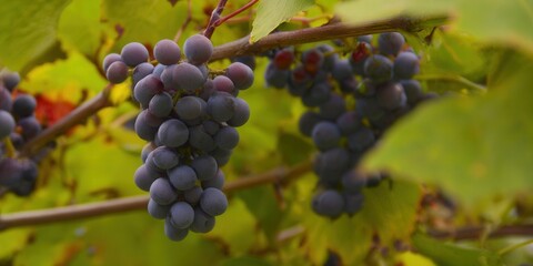Delicious purple grapes hang from a vine, showcasing the bounty of a vineyard during the harvest season.