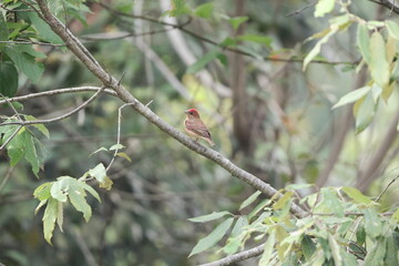 The common rosefinch (Carpodacus erythrinus) or scarlet rosefinch is the most widespread and common rosefinch of Asia and Europe. This photo was taken in North India.