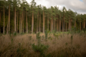 small pine trees in the middle of thick yellow dry grass against the background of an old coniferous forest