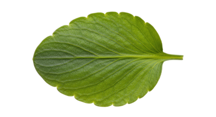 Single green leaf with scalloped edges 1.