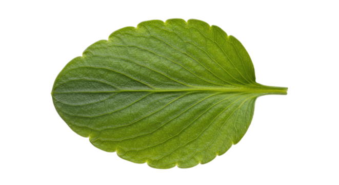 Single green leaf with scalloped edges 1.