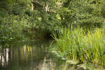 small, beautiful forest river in autumn