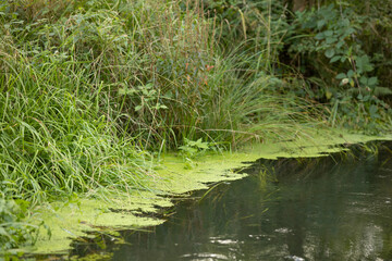 The river in the forest is covered with green flowers