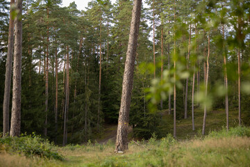 landscape of an autumn coniferous forest, autumn in the forest © Nadiia