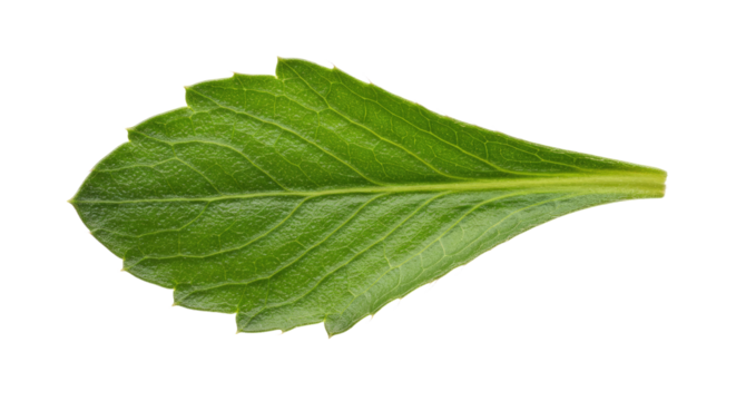 Single green leaf with serrated edges 5.