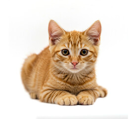 Obraz premium red cat isolated on white background ai generated image 