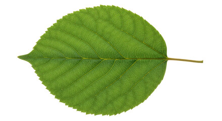 Fototapeta premium Single green leaf with serrated edges 11.