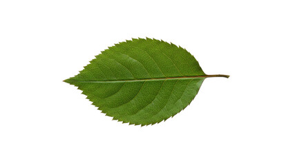 Fototapeta premium Single green leaf with serrated edges 13.