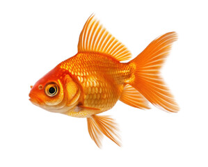 Fototapeta premium goldfish isolated on white background ai generated image 