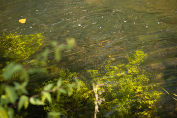 clear water in a forest river
