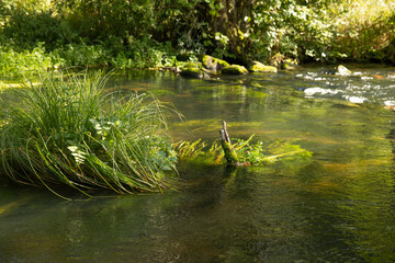 beautiful green bushes in the middle of a river in the forest