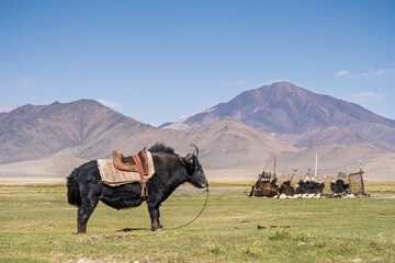 Landscape view of domestic saddled black yak in high altitude nomad camp, Alichur,...